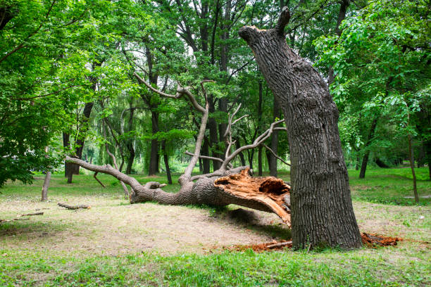 Tree and Shrub Care in Interlaken, CA